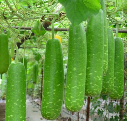 Hạt giống bầu sao trái ngắn - Ảnh 1